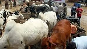 DELIVERING QUALITY CATTLE FOR PROFITABLE FATTENING